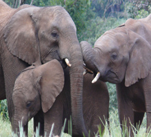 aberdare-safari-kenya