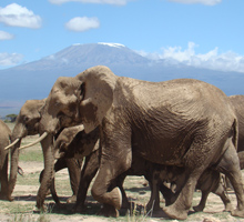 amboseli-elephants-safari-kenya