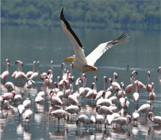 kenya's-bird-watching-paradise