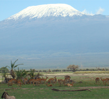 kilimanjaro-amboseli-safari