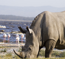 photographic-safari-kenya