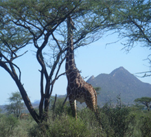 samburu-safari-kenya