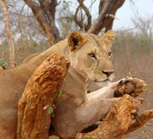 short-safaris-mombasa-nairobi-kenya